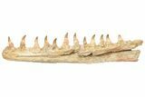 Mosasaur Jaw Section with Twelve Teeth - Morocco #189998-1